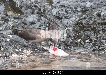 Grande ou géante Skua, Stercorarius skua, manger un cerf de l'Antarctique, Leucocarbo bransfidensis, Paradise Harbour Antarctique Banque D'Images