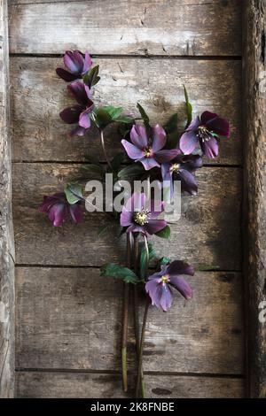 Hellébores en fleurs reposant sur une table en bois Banque D'Images