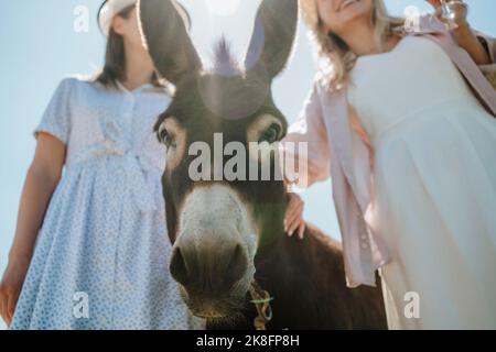 Des amis qui ont caressé leur âne par temps ensoleillé Banque D'Images