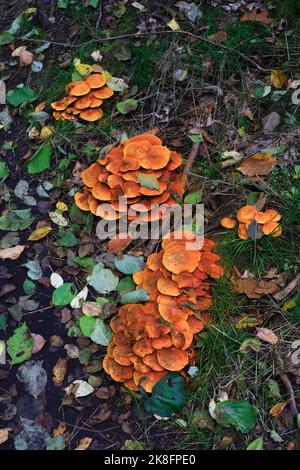 Champignons poussant sur le sol de la forêt en automne Banque D'Images