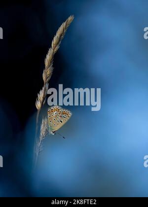 Bleu commun européen (Polyommatus icarus) perçant sur l'herbe la nuit Banque D'Images