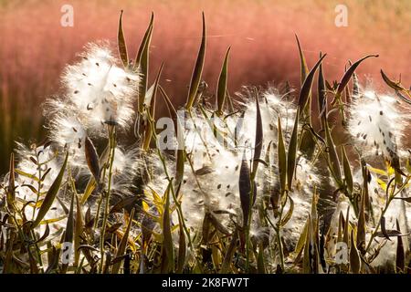 Asclepias tuberosa, racine de pleurésie, automne, Asclepias, millepertuis, Papillon Milkweed, Pods mûrissent des graines en bel automne Banque D'Images