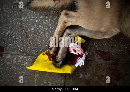 Patte de coupe pour chien. Sang sur patte. Animal blessé. Blessures à l'animal. Perte de sang chez l'animal. Banque D'Images