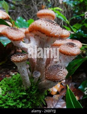 Armillaria ostoyae ou champignon du miel foncé poussant sur un tronc d'arbre mort dans une forêt en Allemagne Banque D'Images