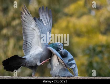 Une paire de pigeons de roche qui se battent au mur Banque D'Images