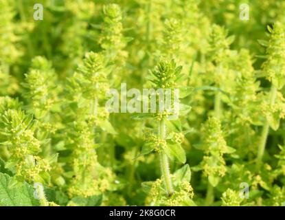 Fleurs jaunes de crosswort (Cruciata laevipes), également connues sous le nom de paille de lit lisse, de rmaymoût ou de cheveux de jeune fille, croissant par un bord de route à Cumb Banque D'Images