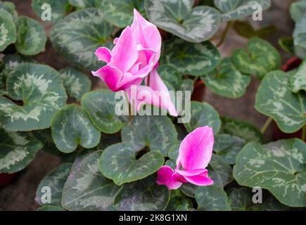 Deux fleurs de cyclamen rose en pots sont cultivées et vendues en serre. Banque D'Images