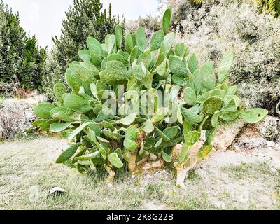 Un cactus géant à la poire pousse parmi les arbres. Les feuilles de Cactus sont défigurées par des signes vandales. Banque D'Images