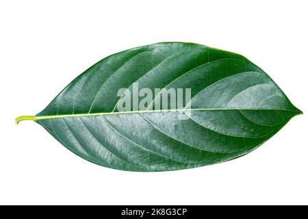 Feuilles de jackfruit isolées sur fond blanc Banque D'Images