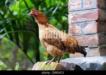 La mère poule et ses poussins Banque D'Images