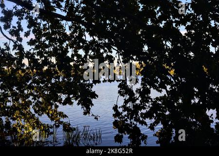L'érable au bord du lac et son reflet ont coulé sur l'eau au coucher du soleil Banque D'Images