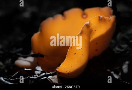 Gros plan d'un champignon dans la forêt. Le champignon est orange et en forme de bol. Il pousse sur le sol sombre humide. Le soleil brille à travers le W mince Banque D'Images