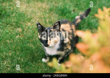 Beau chat avec une couche multicolore inhabituelle de noir orange et blanc se trouve sur l'herbe verte à l'extérieur. Le portrait de chat regardant dans l'appareil photo. Banque D'Images