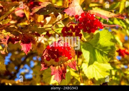 Baies mûres de viburnum rouge (Viburnum opulus) avec des feuilles d'automne brillantes Banque D'Images