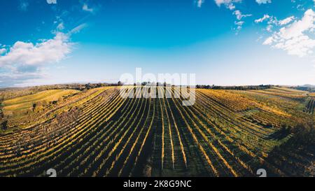 Champs de vignes colorés d'en haut pendant le coucher de soleil en automne. Célèbre région autrichienne de Weinviertel. Banque D'Images