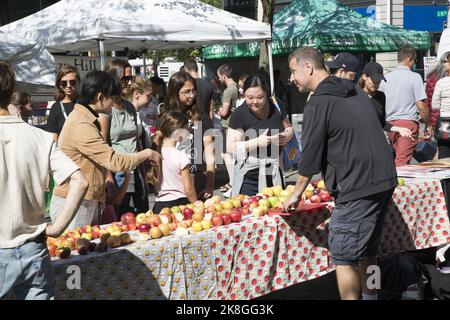 Man vend des pommes d'automne fraîchement cueillies sur le marché agricole de Union Square à New York. Banque D'Images