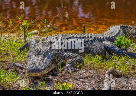Un alligator le long de la rive de Wildness Road à la réserve naturelle nationale de Darling avant l'ouragan Ian sur l'île de Sanibel en Floride. Banque D'Images