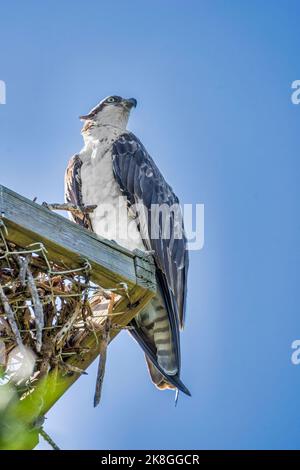 Osprey sur le chemin de nidification le long de la route de Wildness à la réserve naturelle nationale de Darling avant l'ouragan Ian sur l'île de Sanibel en Floride. Banque D'Images