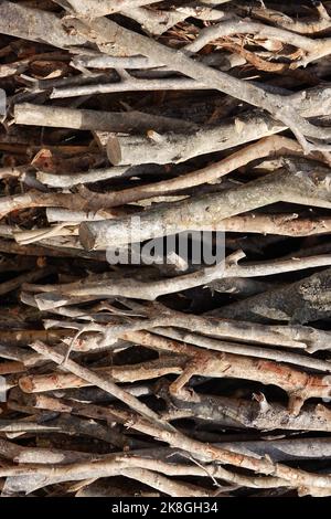 Photo symbolique pour l'exploitation forestière illégale, forêt, Allemagne Banque D'Images