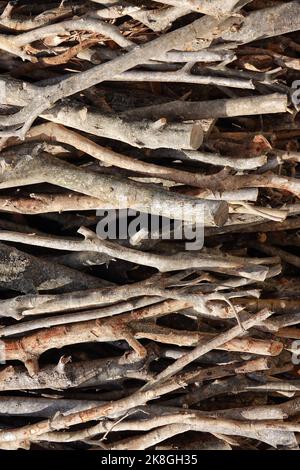 Photo symbolique pour l'exploitation forestière illégale, forêt, Allemagne Banque D'Images