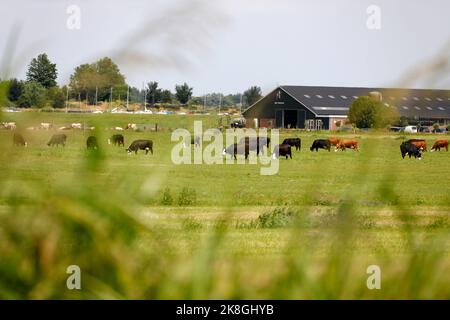 Bétail sur une terre agricole, pays-Bas Banque D'Images