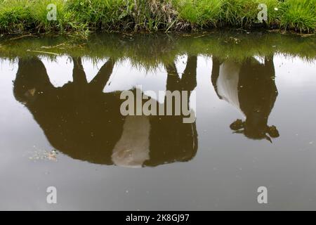 Lakenvelder bétail sur une terre agricole, pays-Bas Banque D'Images