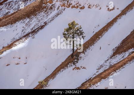 Vue pittoresque de conifères qui poussent sur une montagne enneigée dans le parc national de Bryce Canyon, Utah, États-Unis Banque D'Images