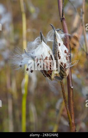 Ouverture des gousses de graines de mauvaises herbes pour libérer les graines Banque D'Images