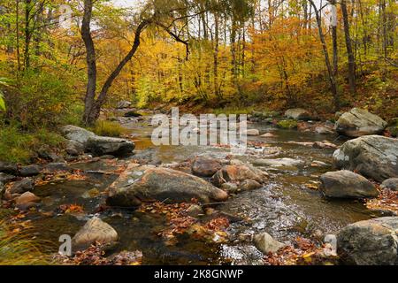 Ruisseau rempli de roche qui coule à travers une forêt entourée par la couleur de l'automne Banque D'Images