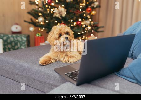 Petit chien brun de Mattipoo assis sur un canapé le jour de l'an et regardant la vidéo sur un ordinateur portable, animal de compagnie pour Noël. Banque D'Images