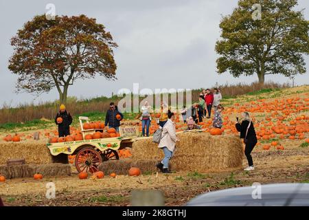 Exeter, Royaume-Uni - octobre 2022: Les familles visitent une cueillette de votre propre ferme pour cueillir et acheter des citrouilles pour la décoration d'Halloween Banque D'Images