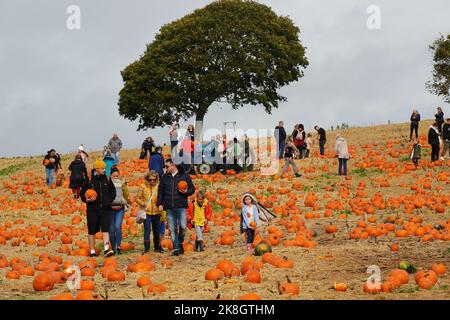 Exeter, Royaume-Uni - octobre 2022: Les familles visitent une cueillette de votre propre ferme pour cueillir et acheter des citrouilles pour la décoration d'Halloween Banque D'Images