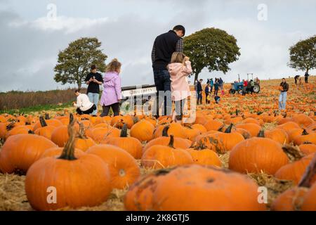 Exeter, Royaume-Uni - octobre 2022: Les familles visitent une cueillette de votre propre ferme pour cueillir et acheter des citrouilles pour la décoration d'Halloween Banque D'Images