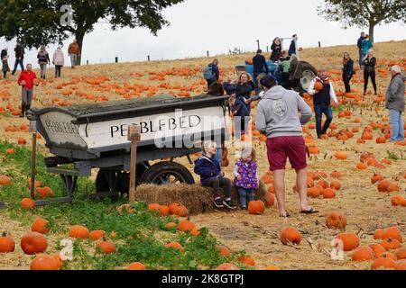 Exeter, Royaume-Uni - octobre 2022: Les familles visitent une cueillette de votre propre ferme pour cueillir et acheter des citrouilles pour la décoration d'Halloween Banque D'Images