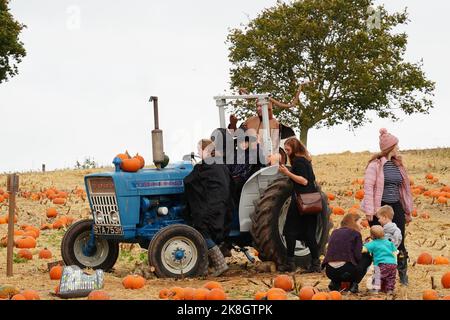 Exeter, Royaume-Uni - octobre 2022: Les familles visitent une cueillette de votre propre ferme pour cueillir et acheter des citrouilles pour la décoration d'Halloween Banque D'Images