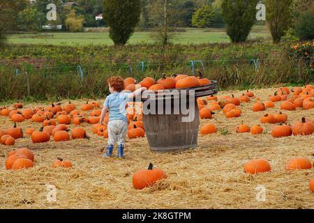 Exeter, Royaume-Uni - octobre 2022: Les familles visitent une cueillette de votre propre ferme pour cueillir et acheter des citrouilles pour la décoration d'Halloween Banque D'Images