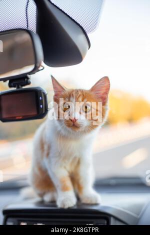 Chaton de gingembre sur le tableau de bord de la voiture. Voyager avec des animaux de compagnie. Banque D'Images