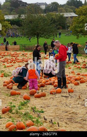 Exeter, Royaume-Uni - octobre 2022: Les familles visitent une cueillette de votre propre ferme pour cueillir et acheter des citrouilles pour la décoration d'Halloween Banque D'Images