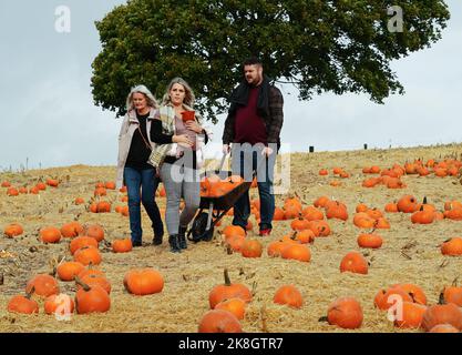 Exeter, Royaume-Uni - octobre 2022: Les familles visitent une cueillette de votre propre ferme pour cueillir et acheter des citrouilles pour la décoration d'Halloween Banque D'Images