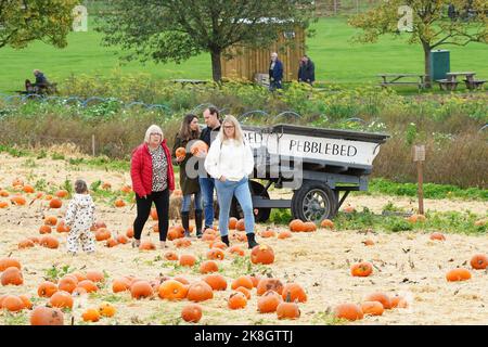 Exeter, Royaume-Uni - octobre 2022: Les familles visitent une cueillette de votre propre ferme pour cueillir et acheter des citrouilles pour la décoration d'Halloween Banque D'Images