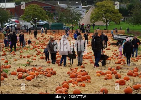 Exeter, Royaume-Uni - octobre 2022: Les familles visitent une cueillette de votre propre ferme pour cueillir et acheter des citrouilles pour la décoration d'Halloween Banque D'Images