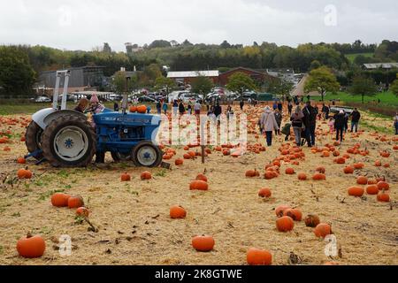 Exeter, Royaume-Uni - octobre 2022: Les familles visitent une cueillette de votre propre ferme pour cueillir et acheter des citrouilles pour la décoration d'Halloween Banque D'Images