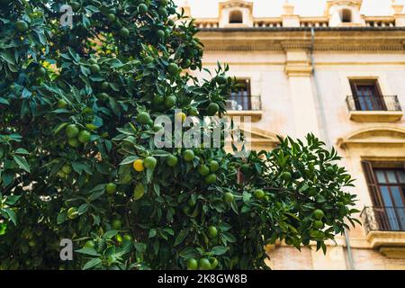 Citron jaune citron et feuilles vertes dans la vieille ville de Valence, Espagne. Citrus Limon pousse sur une branche d'arbre, gros plan. Agrumes décoratifs Banque D'Images