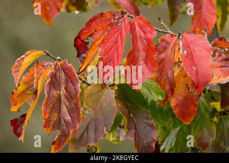 Parrotia persica feuilles d'automne sur la branche Parrotia persica 'Bella' Perse Ironwood Banque D'Images