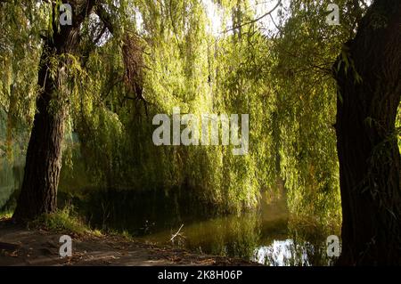 les branches de saule vert se baignent dans l'eau Banque D'Images