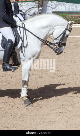 L'exposition des chevaux espagnols. Profil Banque D'Images