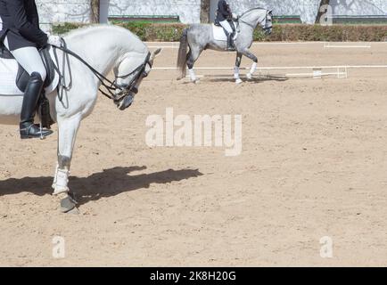 L'exposition des chevaux espagnols. Marcher le début Banque D'Images