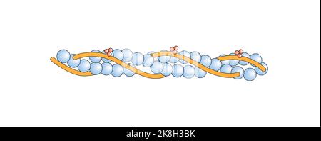 Conception scientifique de la structure du filament d'actine. Symboles colorés. Illustration vectorielle. Illustration de Vecteur