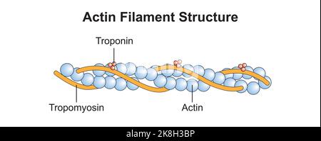 Conception scientifique de la structure du filament d'actine. Symboles colorés. Illustration vectorielle. Illustration de Vecteur