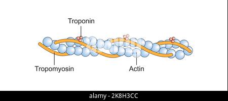 Conception scientifique de la structure du filament d'actine. Symboles colorés. Illustration vectorielle. Illustration de Vecteur